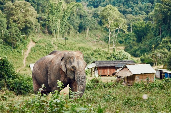 Quels sont les meilleurs spots pour observer les éléphants en Thaïlande?